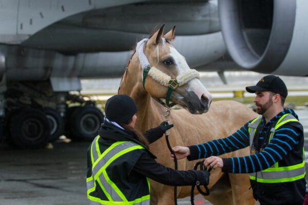 Animal-transport-Chapman-Freeborn