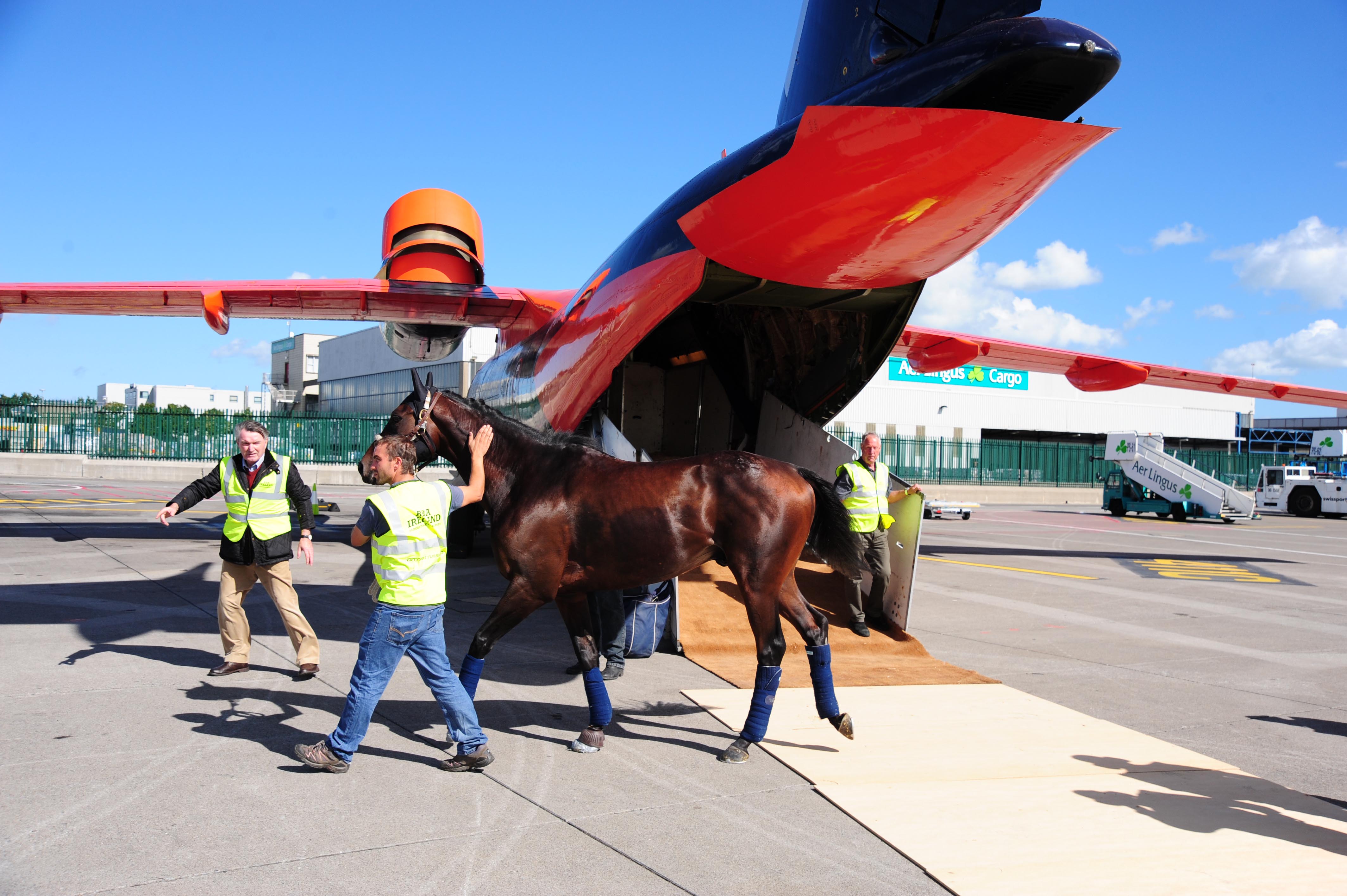 Intradco-Horse-Traveling