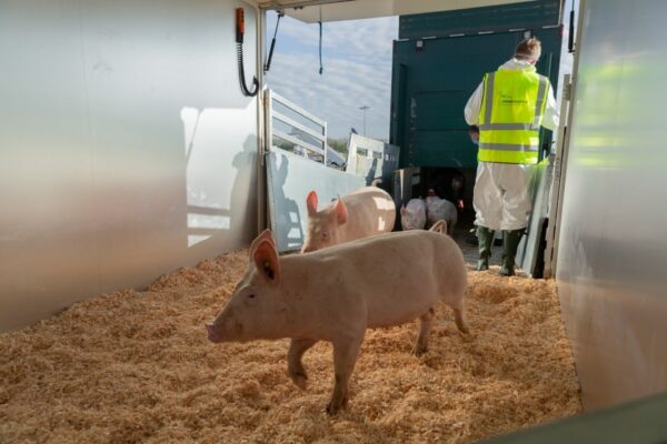 Intradco-Pig Shipment